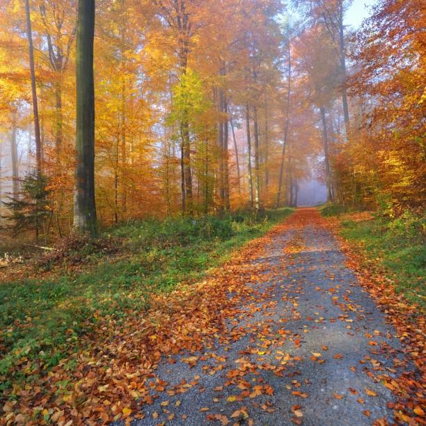 istock Mysterious morning fog in a beautiful beech tree forest. Forest road with autumn trees with yellow and orange foliage. Heidelberg, Germany 1174829841