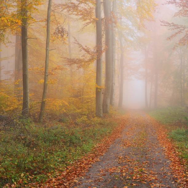istock Mysterious morning fog in a beautiful beech tree forest. Forest road with autumn trees with yellow and orange foliage. Heidelberg, Germany 1174829852