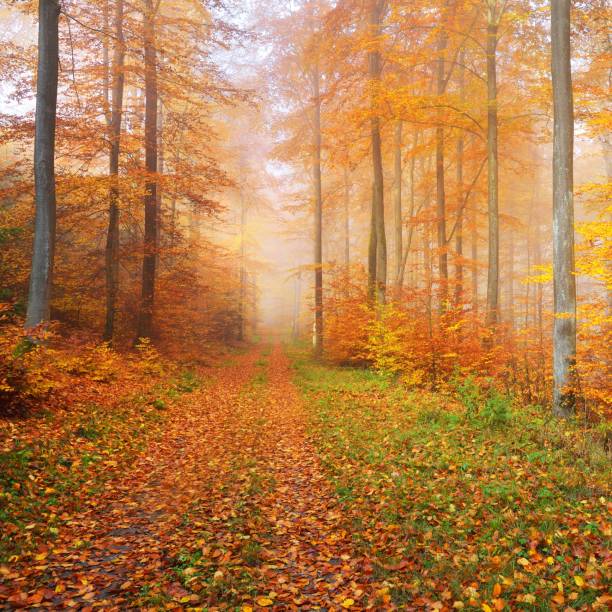 istock Mysterious morning fog in a beautiful beech tree forest. Forest road with autumn trees with yellow and orange foliage. Heidelberg, Germany 1174829871