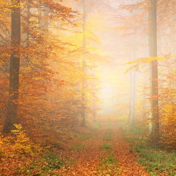 istock Mysterious morning fog in a beautiful beech tree forest. Forest road with autumn trees with yellow and orange foliage. Heidelberg, Germany 1174829891