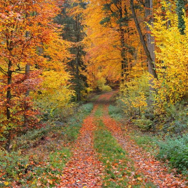 istock Walkway in a beautiful autumn beech tree forest near Heidelberg, Germany 1174829977