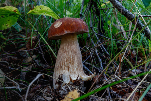 istock Boletus edulis in the grass 1174830045