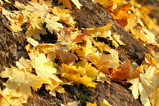 Leaves laying on the rock stock photo