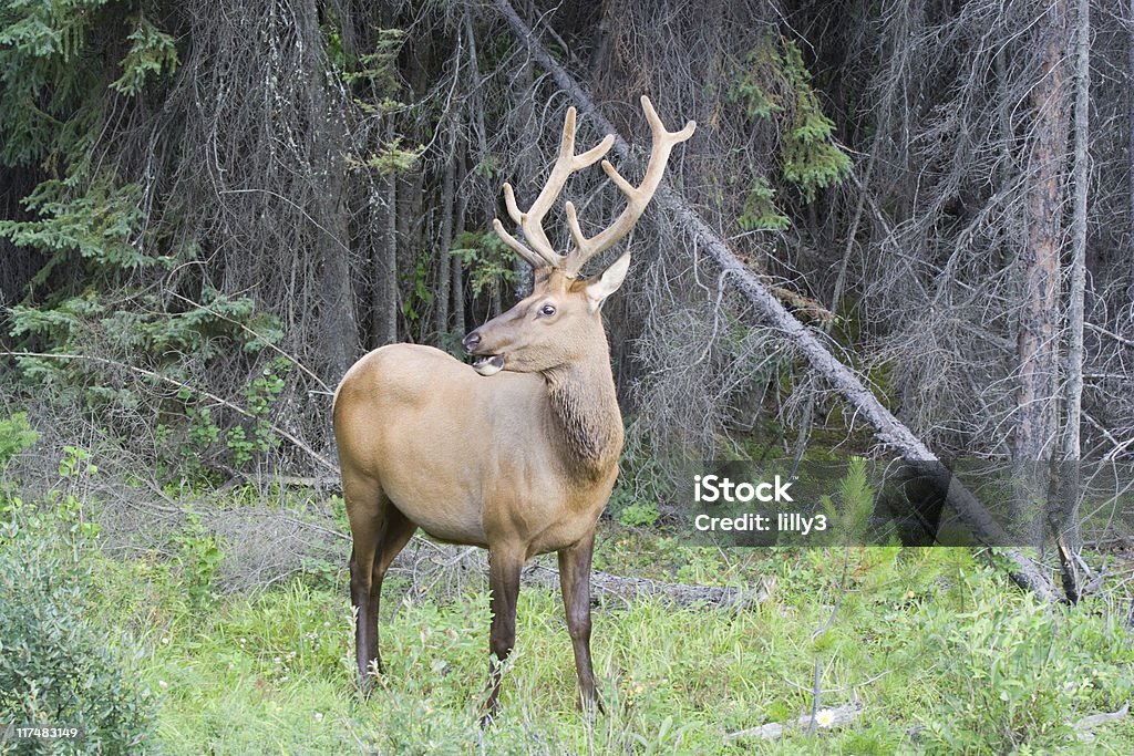 Touro alces em uma Clareira - Royalty-free Alberta Foto de stock