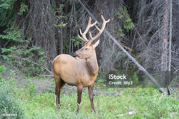 Foto de Bull Elk Em Uma Clareira e mais fotos de stock de Alberta - Alberta, América do Norte, Animais Machos