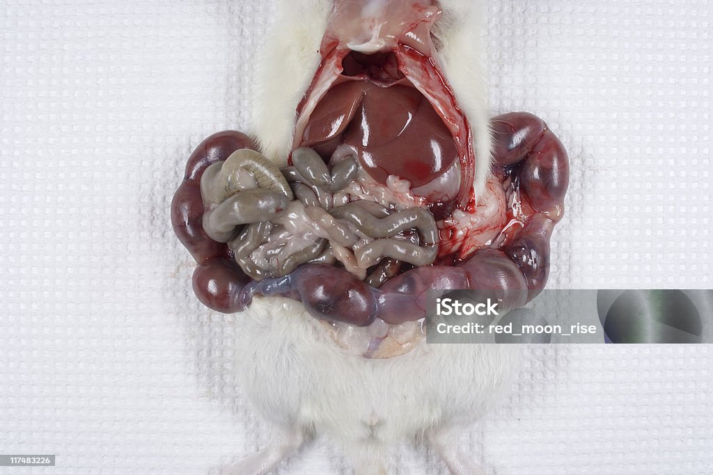Rat des embryons utero - Photo de Recherche expérimentale sur les animaux libre de droits