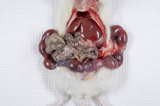 ratto embrioni in utero - animal uterus foto e immagini stock