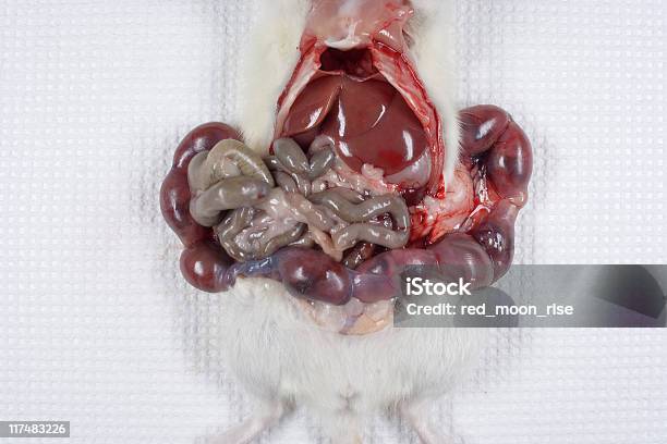 Embriões No Útero Do Rato - Fotografias de stock e mais imagens de Investigação Animal - Investigação Animal, Ratazana, Anatomia