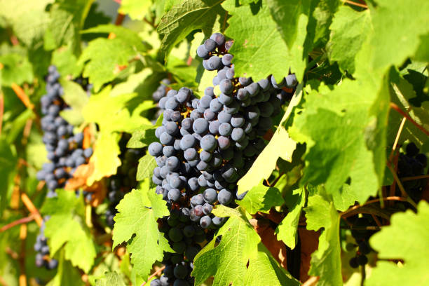 istock Grape cluster with blue dark berries hanging and ripening on a bush with leaves. 1174832794
