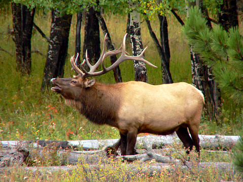 A bull elk bugling to warn off his rivals in the Colorado Rocky Mountains.