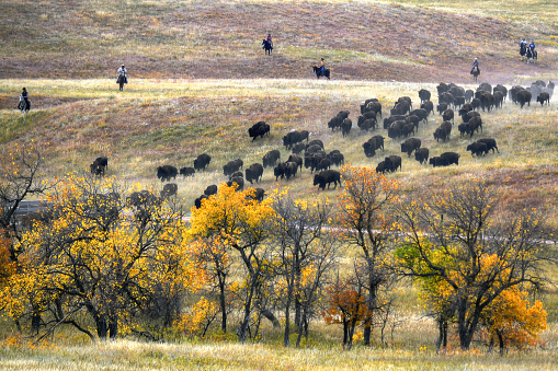 The annual Buffalo Round-up at Custer State Park in South Dakota.