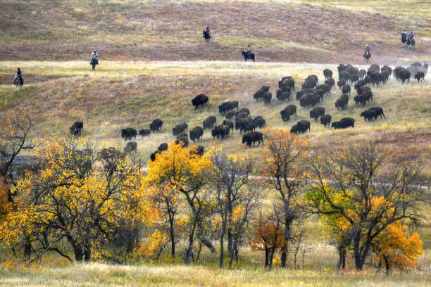 Photo of Cowboys working the herd at the  annual Buffalo Round-up at Custer State Park in South Dakota.