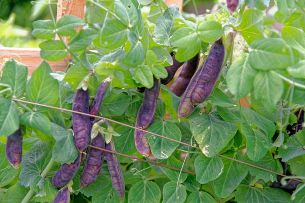 istock Grown black pea in organic garden 1174833271