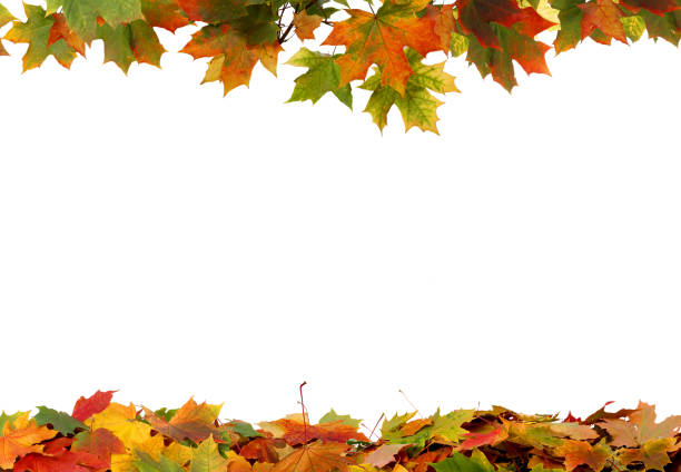 istock Autumn falling maple leaves isolated on white background 1174833452