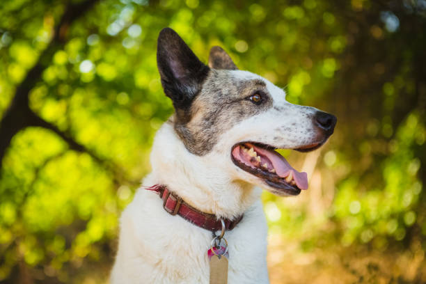 istock Happy Dog Outdoors Enjoying Nature 1174834236