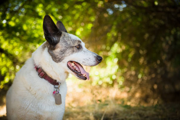 happy dog outdoors enjoying nature - 5898 imagens e fotografias de stock