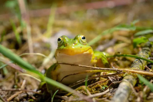 Photo of Frog posing for the camera and smiling