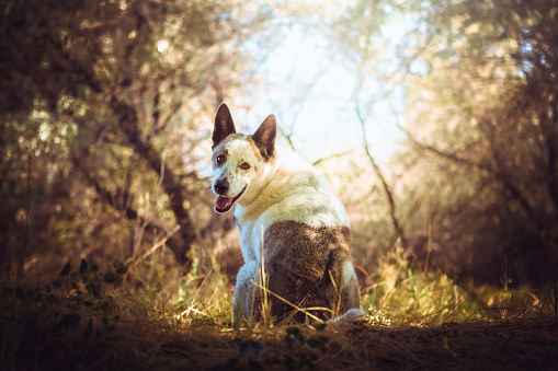 A smiling Australian cattle dog mix sitting in a forest woodlands nature scene, looking back over his shoulder with a smile on his face. No people.