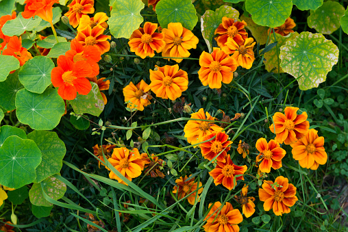 Nasturtium flower