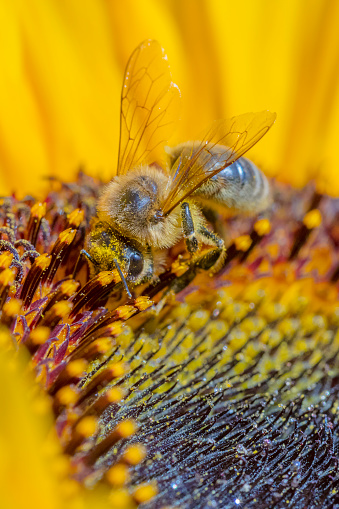 Honeybee on Sunflower