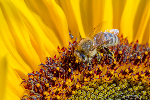 Honeybee on Sunflower