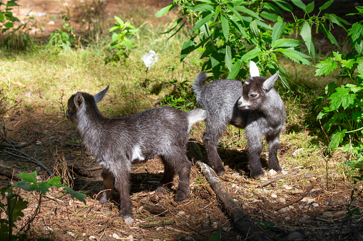 African  pygmy goat is domestic miniature breed