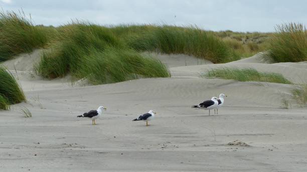 istock Gulls at the North Sea 1174834995