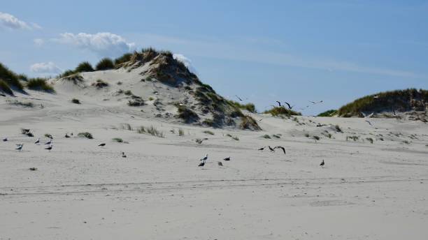 istock Gulls at the North Sea 1174835518