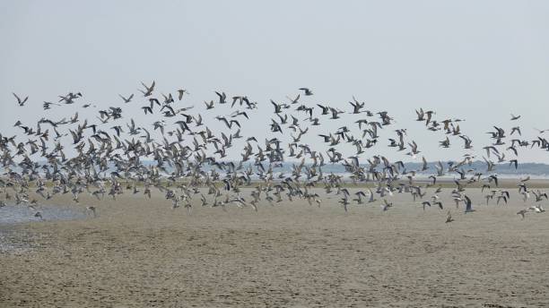 istock Gulls at the North Sea 1174835763