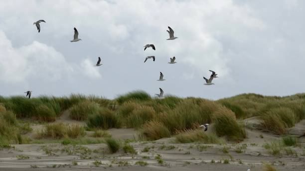 istock Gulls at the North Sea 1174835805