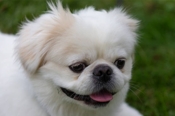 istock Small white Pekinese on the back yard. 1174836055