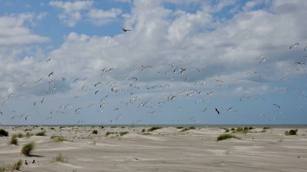 istock Gulls at the North Sea 1174836120