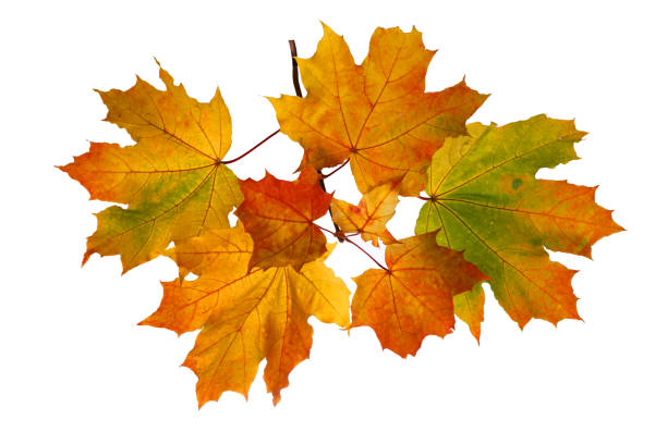 istock Branch of autumn maple leaves isolated on white background 1174837292