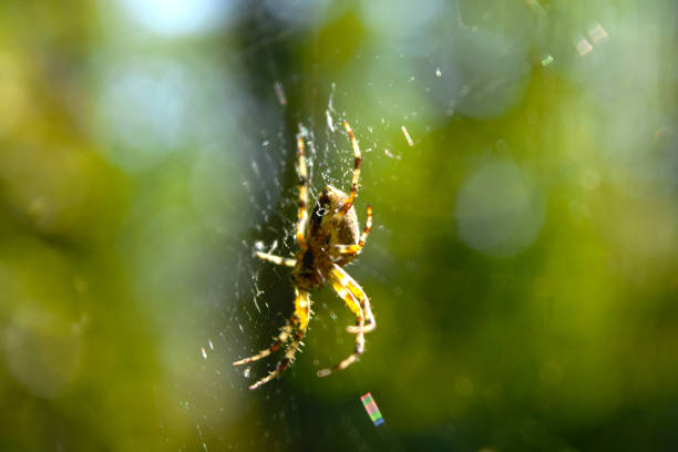 istock Spider - A Cross (Araneus diadematus) in a cobweb macro view and side view. General plan of a spider in a natural environment. 1174837342