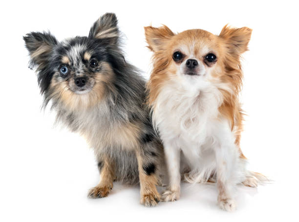 istock young pomeranian and chihuahua 1174837561