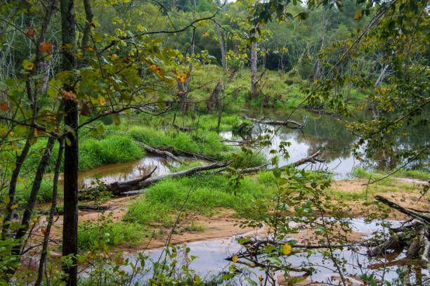 istock Little Mulberry Park, GA Wetlands 1174837763