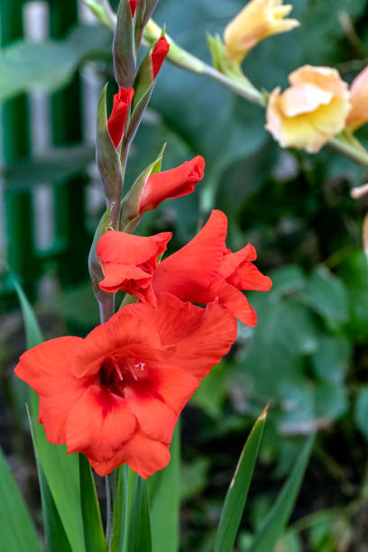 istock red gladiolus flower in the garden 1174838432