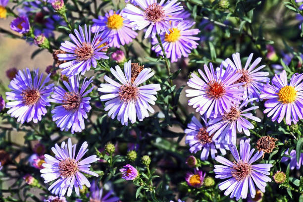 istock blooming lilac Bush in the garden Erigeron 1174838443