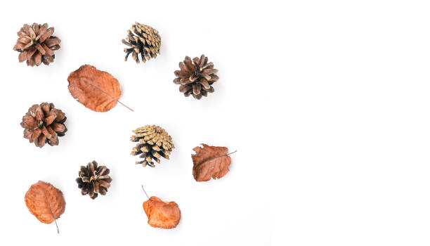 istock Dry leaves and pine cones on a white background. Autumn composition. Autumn background. Copy space 1174838620
