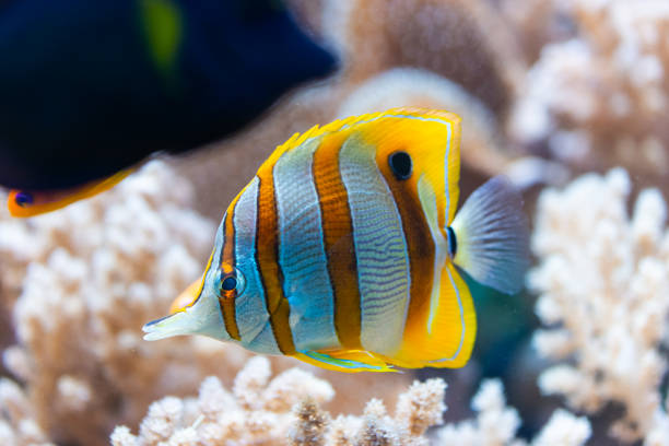chelmon rostratus (kupferband-schmetterlingsfisch) - copperband butterflyfish stock-fotos und bilder