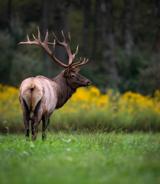 istock Elk in Pennsylvania 1174839126