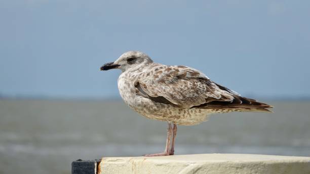 istock Gulls at the North Sea 1174839745