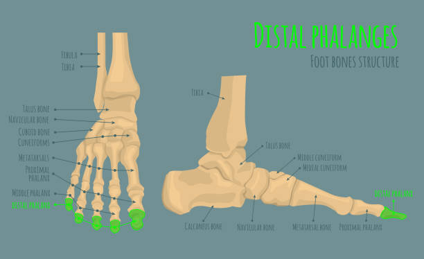 Foot bones anatomy Foot bones anatomy. Structure and names. Distal phalanges location. Medical scheme. Vector illustration in realistic style isolated on green background. Educational poster. Medicine science concept femur bone anatomy drawing stock illustrations