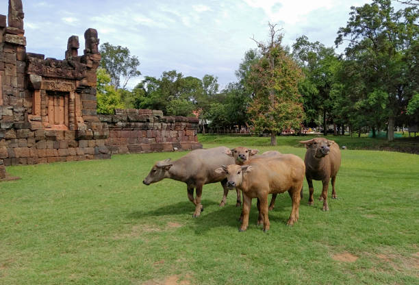 buffalo na empresa prasat pueai noi - thailand buriram temple hinduism - fotografias e filmes do acervo