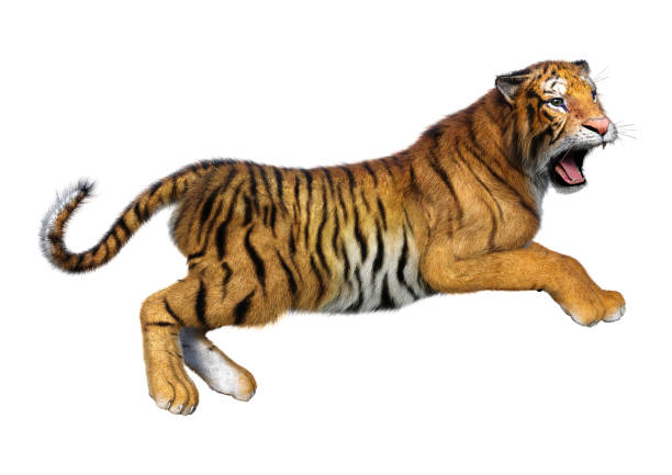 istock 3D illustration big cat tiger on white 1174840467
