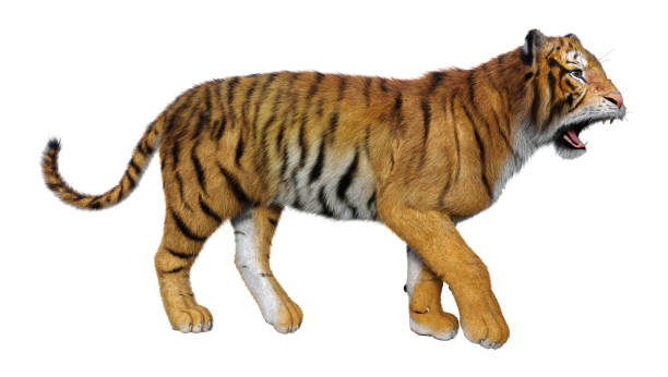 istock 3D illustration big cat tiger on white 1174840498