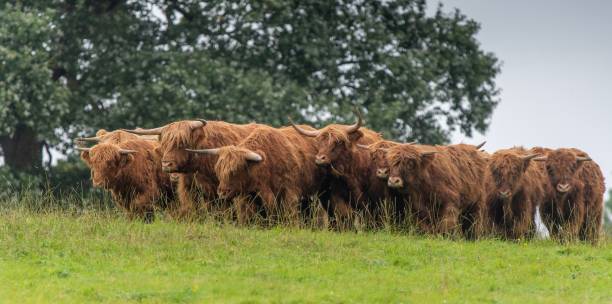 una manada de vacas de las tierras altas en un campo - cattle highland cattle beef animal fotografías e imágenes de stock