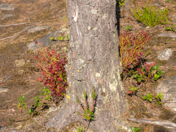 istock blueberry bushes near the pine 1174842048