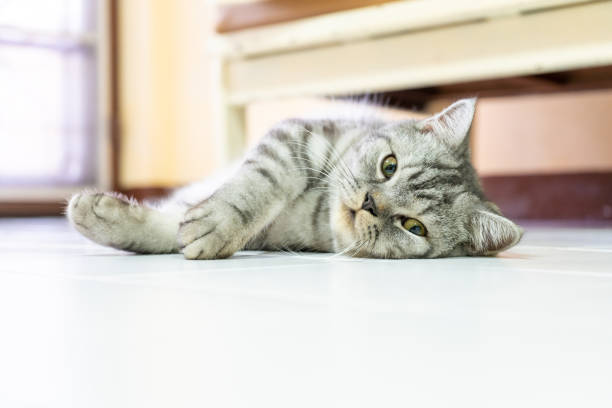 nette amerikanische kurzhaar katze schlafen ruhe auf dem boden in der faulen zeit - amerikanisch kurzhaar stock-fotos und bilder