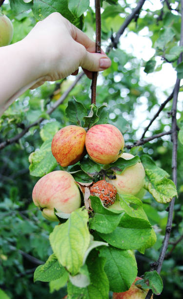 Monilia. Apples Infected by Fungal Disease Monilia fructigena in Orchard. Spoilage harvest. Hand of an agronomist holds a branch on the garden background. One rotten fruit infects other fruits. Monilinia fructicola monilia. manzanas infectadas por la enfermedad fúngica monilia fructigena en orchard. cosecha de spoilage. la mano de un ingeniero agrónomo sostiene una rama en el fondo del jardín. una fruta podrida infecta otras frutas. monilinia fructicola